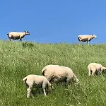Campino Fedderwardersiel