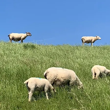 Campino Fedderwardersiel